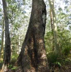 Eucalyptus pilularis at Meroo National Park - 4 Jan 2019