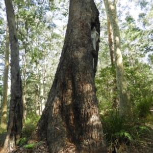 Eucalyptus pilularis at Meroo National Park - 4 Jan 2019 09:08 AM