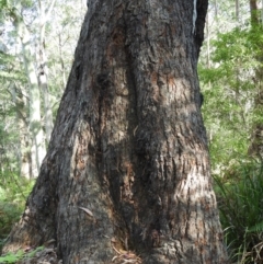 Eucalyptus pilularis at Meroo National Park - 4 Jan 2019 09:08 AM