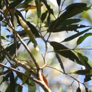 Eucalyptus pilularis at Bawley Point, NSW - 4 Jan 2019
