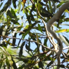 Eucalyptus pilularis at Meroo National Park - 4 Jan 2019 09:08 AM