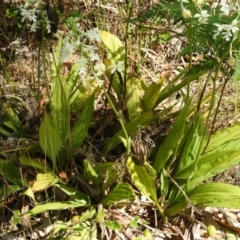 Calanthe triplicata (Christmas Orchid) at Meroo National Park - 3 Jan 2019 by MatthewFrawley