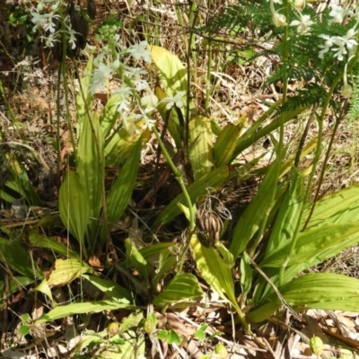 Calanthe triplicata (Christmas Orchid) at Meroo National Park - 3 Jan 2019 by MatthewFrawley