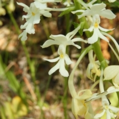 Calanthe triplicata at Bawley Point, NSW - 4 Jan 2019