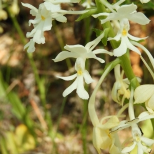 Calanthe triplicata at Bawley Point, NSW - 4 Jan 2019