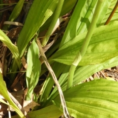 Calanthe triplicata at Bawley Point, NSW - suppressed