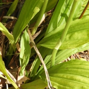 Calanthe triplicata at Bawley Point, NSW - 4 Jan 2019