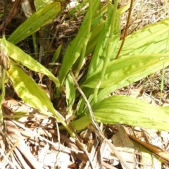 Calanthe triplicata at Bawley Point, NSW - 4 Jan 2019