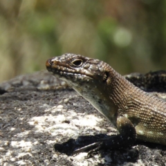 Egernia cunninghami (Cunningham's Skink) at Gibraltar Pines - 9 Jan 2019 by MatthewFrawley