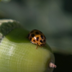 Harmonia conformis (Common Spotted Ladybird) at Amaroo, ACT - 13 Jan 2019 by RichForshaw