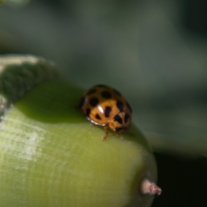 Harmonia conformis at Amaroo, ACT - 13 Jan 2019