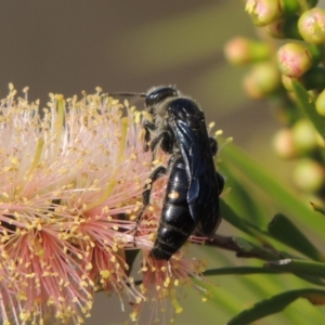 Laeviscolia frontalis at Tuggeranong, ACT - 18 Dec 2018