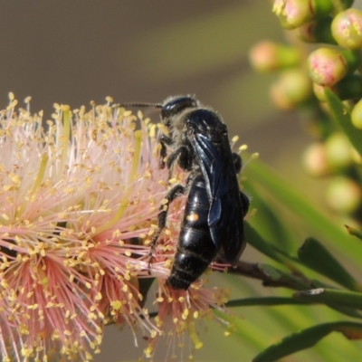 Laeviscolia frontalis (Two-spot hairy flower wasp) at Tuggeranong, ACT - 18 Dec 2018 by michaelb