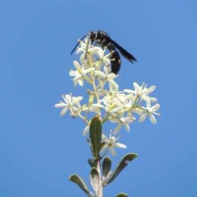 Laeviscolia frontalis (Two-spot hairy flower wasp) at Bullen Range - 9 Jan 2019 by michaelb