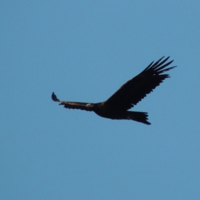 Aquila audax (Wedge-tailed Eagle) at Conder, ACT - 11 Jan 2019 by michaelb