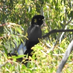 Zanda funerea (Yellow-tailed Black-Cockatoo) at Tennent, ACT - 9 Jan 2019 by MatthewFrawley