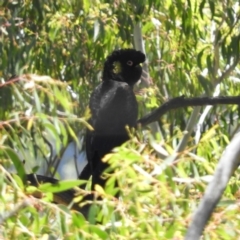 Zanda funerea (Yellow-tailed Black-Cockatoo) at Namadgi National Park - 9 Jan 2019 by MatthewFrawley