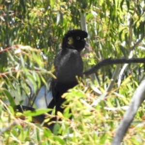 Zanda funerea at Tennent, ACT - 9 Jan 2019