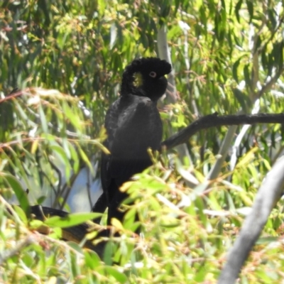 Zanda funerea (Yellow-tailed Black-Cockatoo) at Tennent, ACT - 9 Jan 2019 by MatthewFrawley