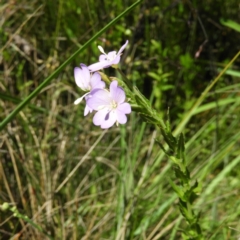 Epilobium gunnianum (Gunn's Willow-herb) at Tennent, ACT - 9 Jan 2019 by MatthewFrawley