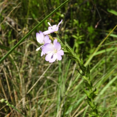 Epilobium gunnianum (Gunn's Willow-herb) at Tennent, ACT - 9 Jan 2019 by MatthewFrawley