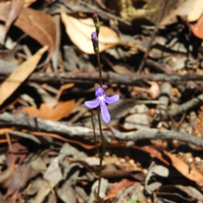 Lobelia dentata/gibbosa (Lobelia dentata or gibbosa) at Tennent, ACT - 9 Jan 2019 by MatthewFrawley