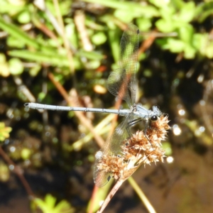 Griseargiolestes intermedius at Paddys River, ACT - 9 Jan 2019