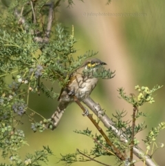 Caligavis chrysops at Bald Hills, NSW - 12 Jan 2019