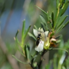 Meroglossa itamuca (A Masked Bee) at QPRC LGA - 12 Jan 2019 by LyndalT