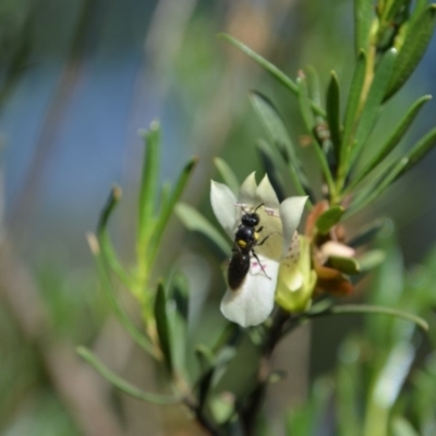 Meroglossa itamuca (A Masked Bee) at Greenleigh, NSW - 13 Jan 2019 by LyndalT