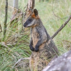 Wallabia bicolor (Swamp Wallaby) at Tidbinbilla Nature Reserve - 12 Jan 2019 by frostydog