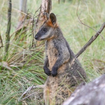 Wallabia bicolor (Swamp Wallaby) at Tidbinbilla Nature Reserve - 12 Jan 2019 by frostydog