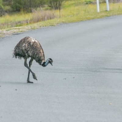 Dromaius novaehollandiae (Emu) at Tidbinbilla Nature Reserve - 12 Jan 2019 by frostydog
