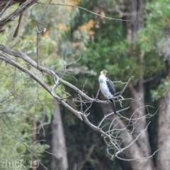 Microcarbo melanoleucos (Little Pied Cormorant) at Tidbinbilla Nature Reserve - 8 Jan 2019 by frostydog