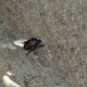 Bisallardiana gymnopleura at Greenleigh, NSW - 13 Jan 2019 10:51 AM