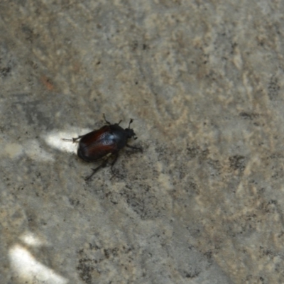 Bisallardiana gymnopleura (Brown flower chafer) at QPRC LGA - 12 Jan 2019 by LyndalT