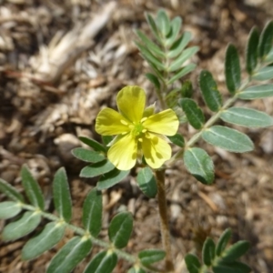 Tribulus terrestris at Griffith, ACT - 13 Jan 2019 01:47 AM