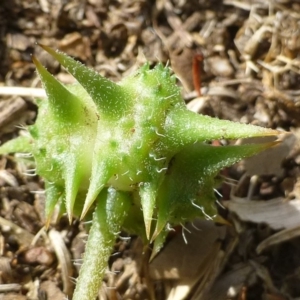 Tribulus terrestris at Griffith, ACT - 13 Jan 2019