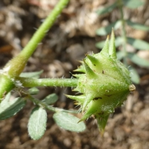 Tribulus terrestris at Griffith, ACT - 13 Jan 2019 01:47 AM