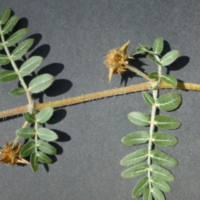 Tribulus terrestris (Caltrop, Cat-head) at Dunlop, ACT - 11 Jan 2019 by RWPurdie