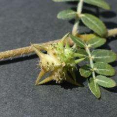 Tribulus terrestris at Dunlop, ACT - 11 Jan 2019 12:00 AM