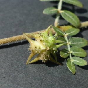 Tribulus terrestris at Dunlop, ACT - 11 Jan 2019 12:00 AM