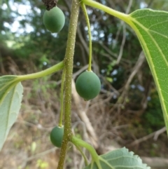 Celtis occidentalis (American Hackberry) at Jerrabomberra Wetlands - 12 Jan 2019 by RWPurdie