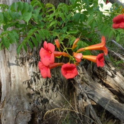 Campsis radicans (Trumpet Vine) at Kingston, ACT - 12 Jan 2019 by RWPurdie