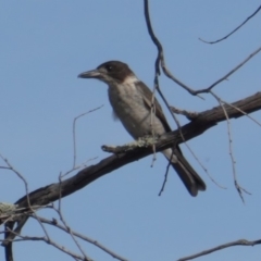 Cracticus torquatus (Grey Butcherbird) at Red Hill to Yarralumla Creek - 10 Jan 2019 by JackyF