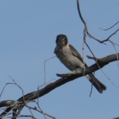 Cracticus torquatus at Hughes, ACT - 10 Jan 2019 05:23 PM