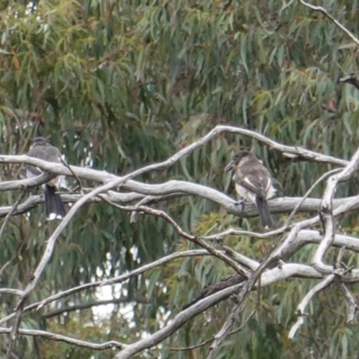 Cracticus torquatus (Grey Butcherbird) at Hughes, ACT - 11 Jan 2019 by JackyF