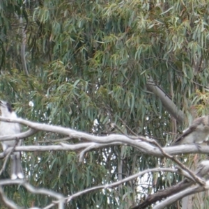 Cracticus torquatus at Hughes, ACT - 11 Jan 2019