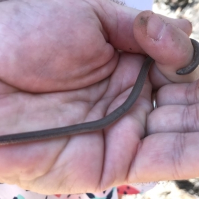 Aprasia parapulchella (Pink-tailed Worm-lizard) at Black Mountain - 12 Jan 2019 by JasonC