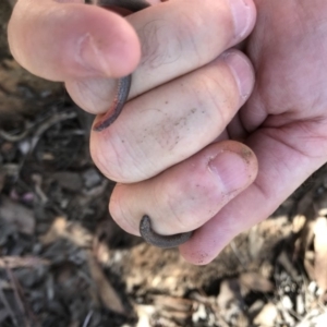 Aprasia parapulchella at Acton, ACT - suppressed